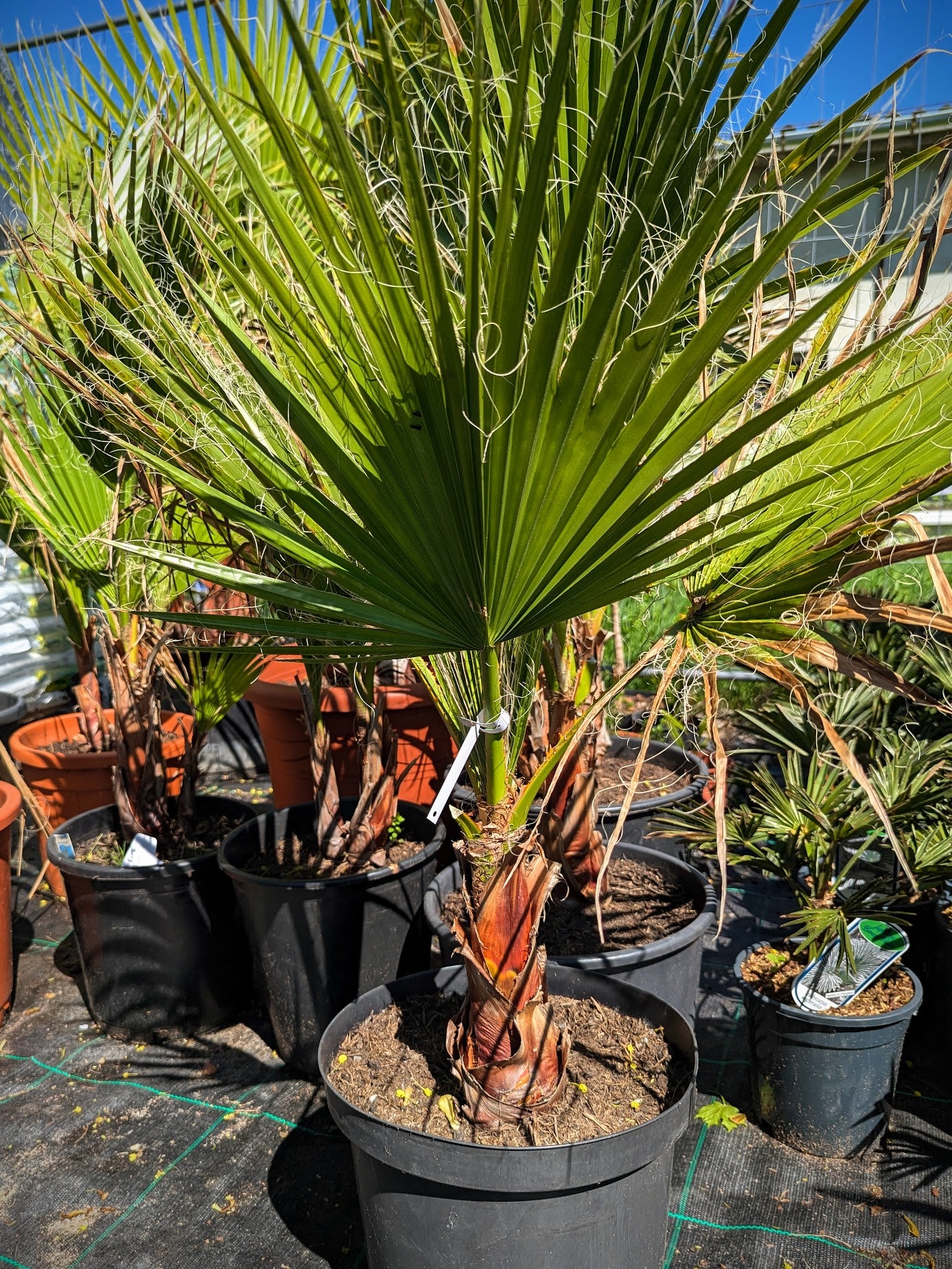 Washingtonia robusta - Mammutpalme, Mexikanische Washingtonpalme