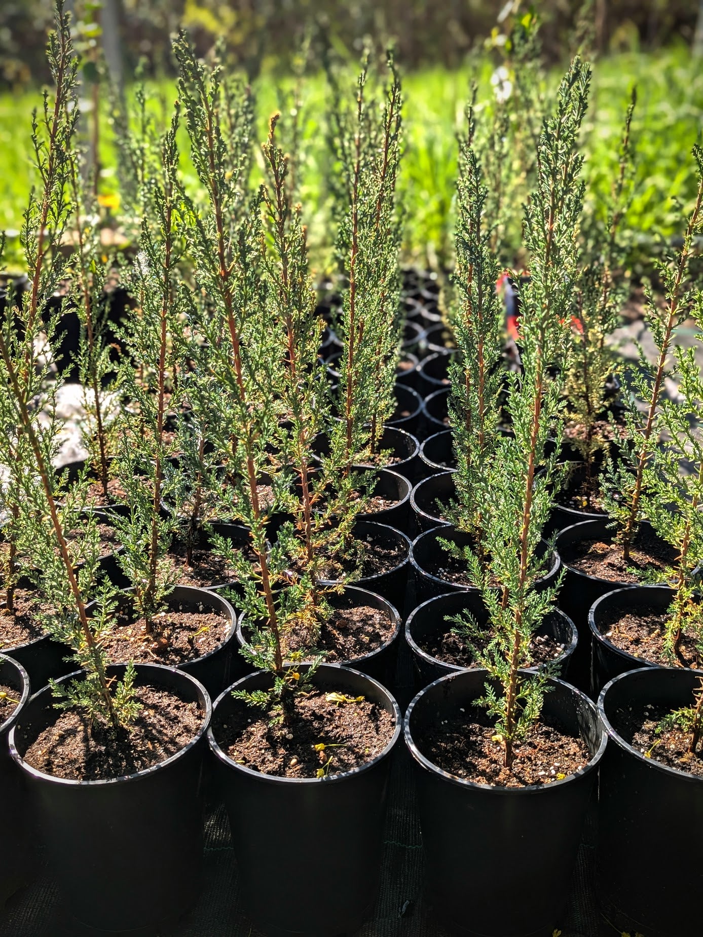 Cupressus sempervirens - Mittelmeerzypresse