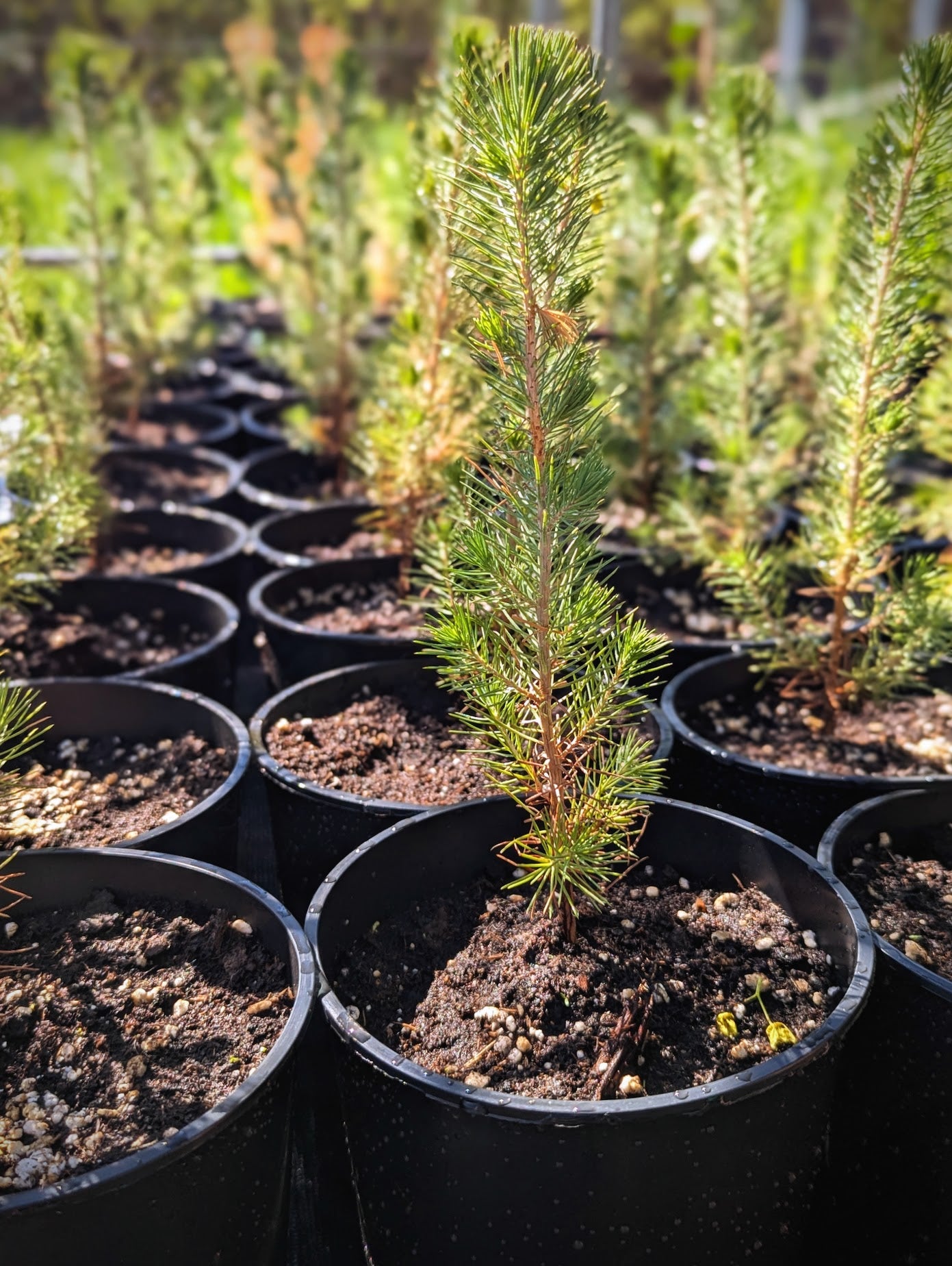 Cupressus sempervirens - Mittelmeerzypresse