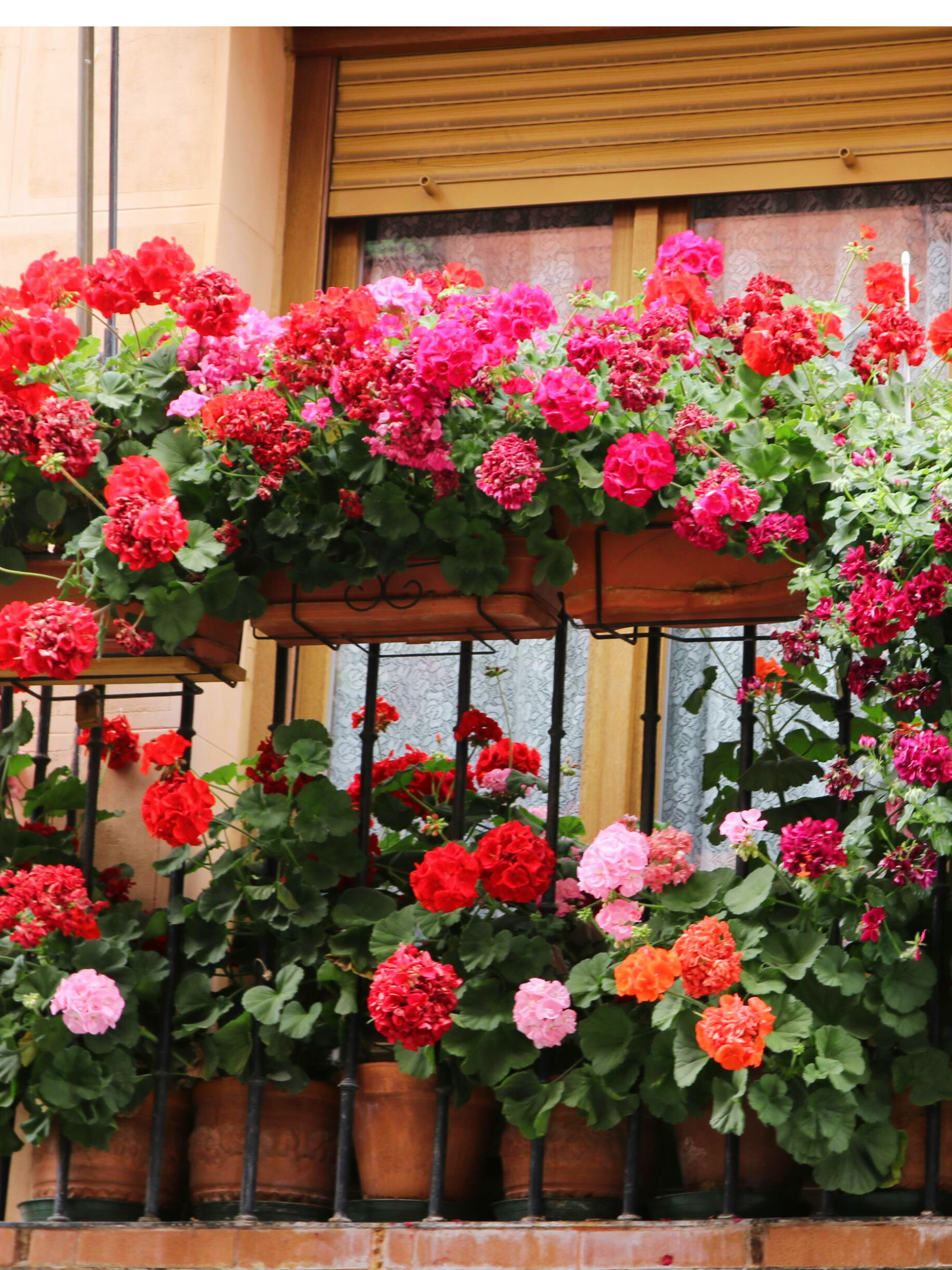 Pelargonium peltatum - Hänge-Geranien, Efeu-Pelargonien