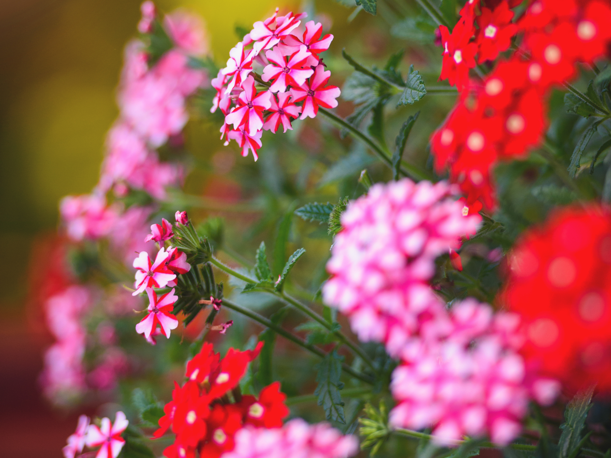 Pelargonium peltatum - Hänge-Geranien, Efeu-Pelargonien