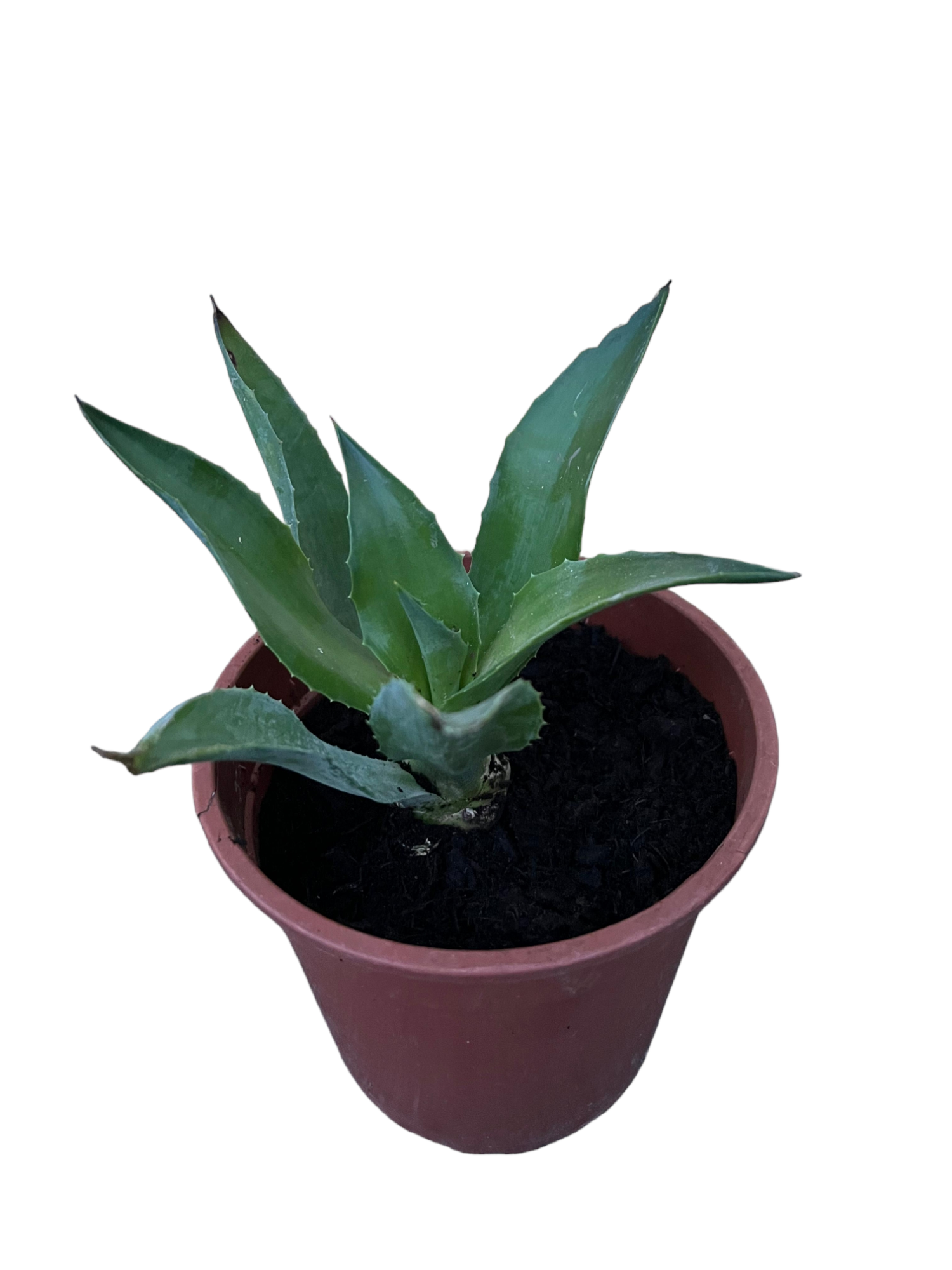 Agave desmetiana - Glatte Agave