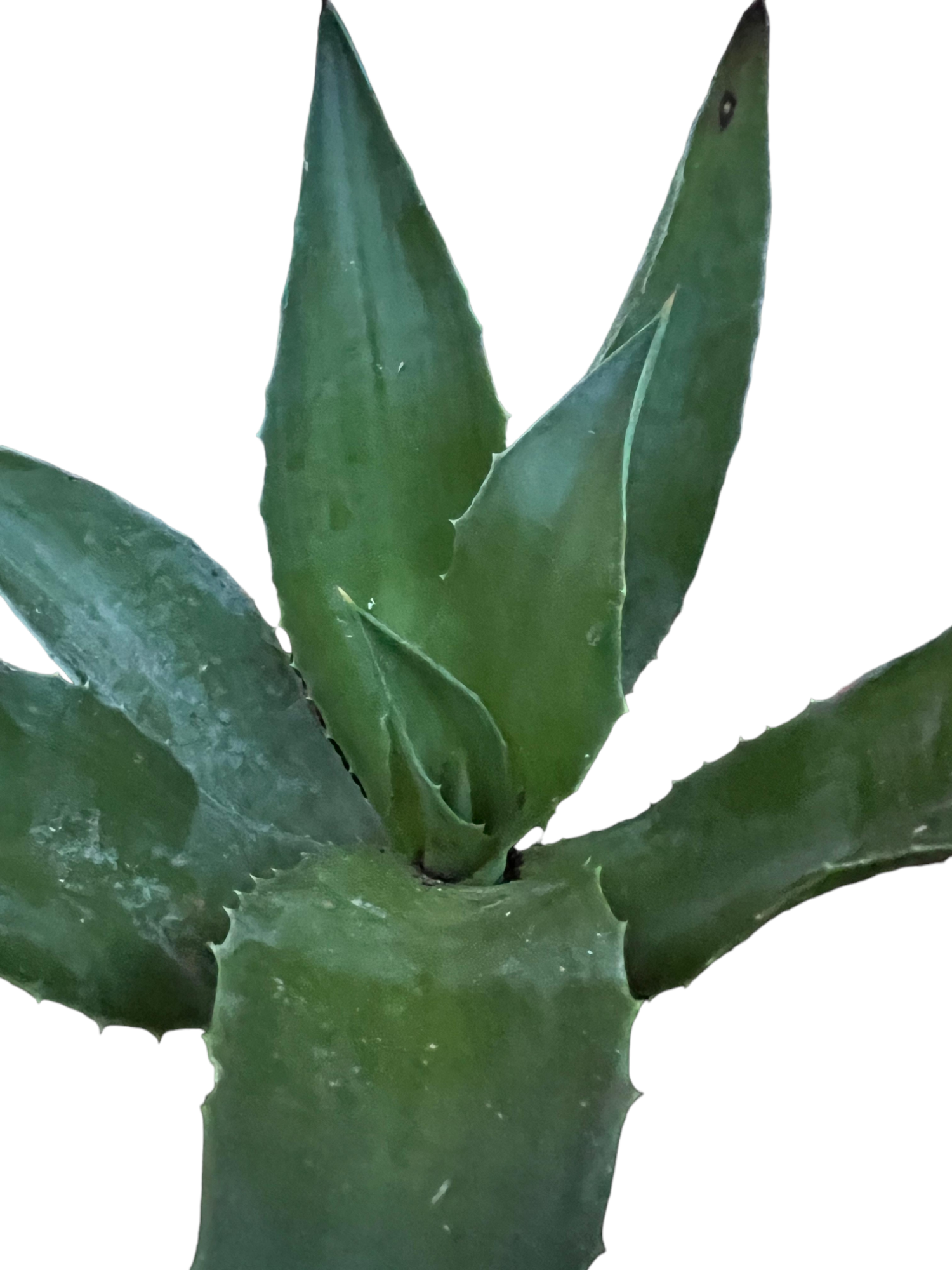 Agave desmetiana - Glatte Agave