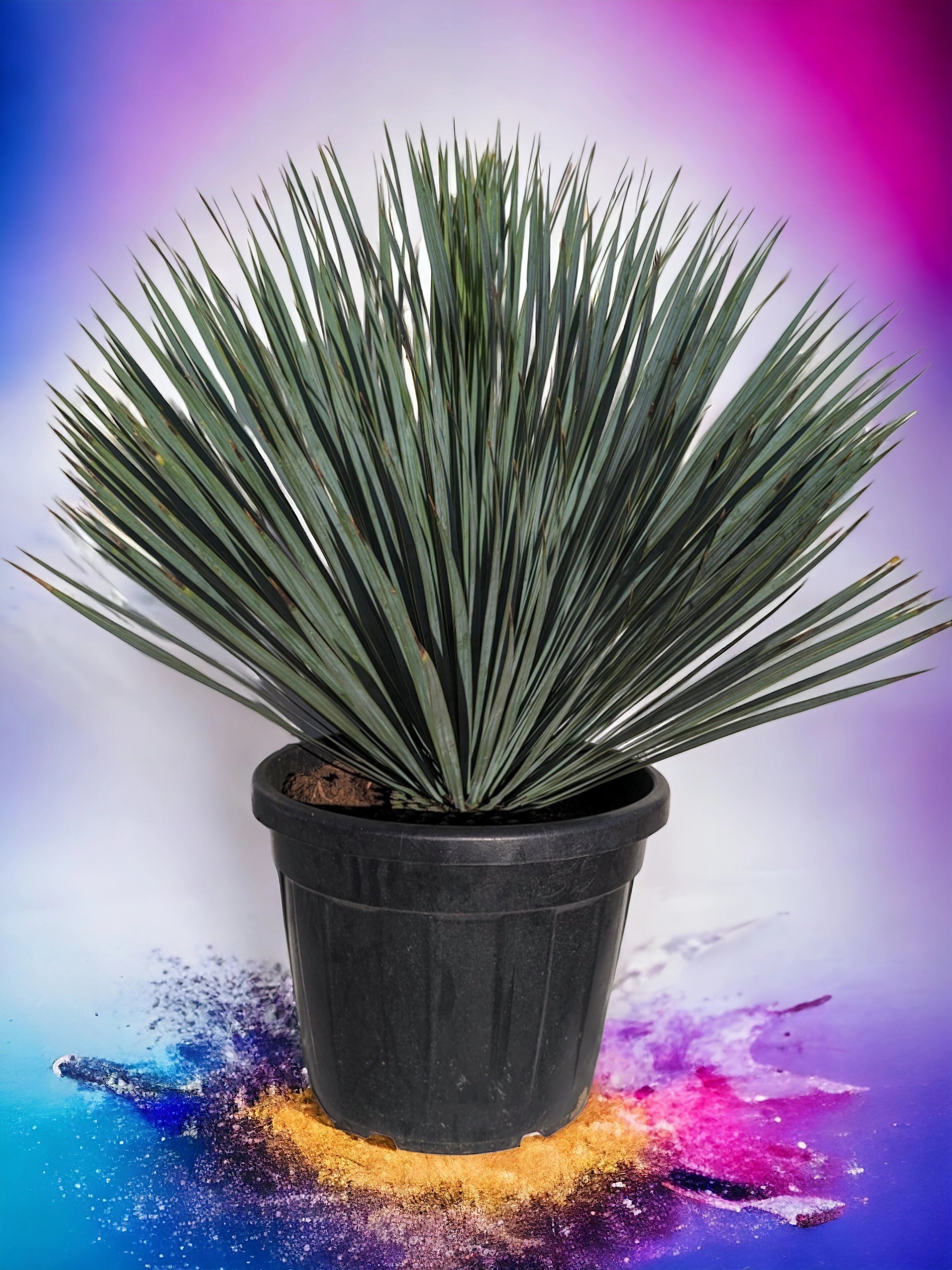 Yucca rostrata - Blaublättrige Palmlilie aus Freilandzucht