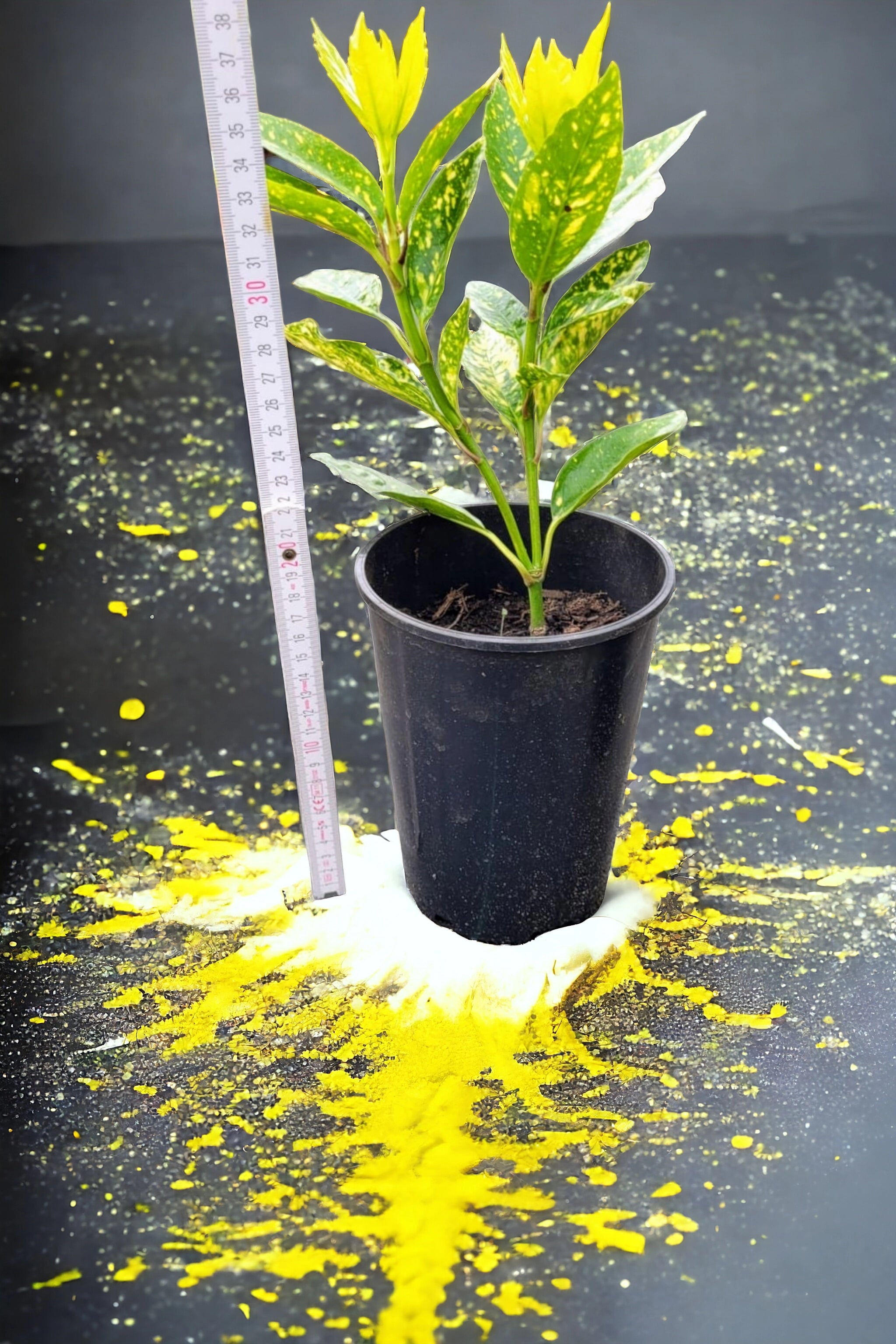 Aucuba Japonica - Japanische Goldorange