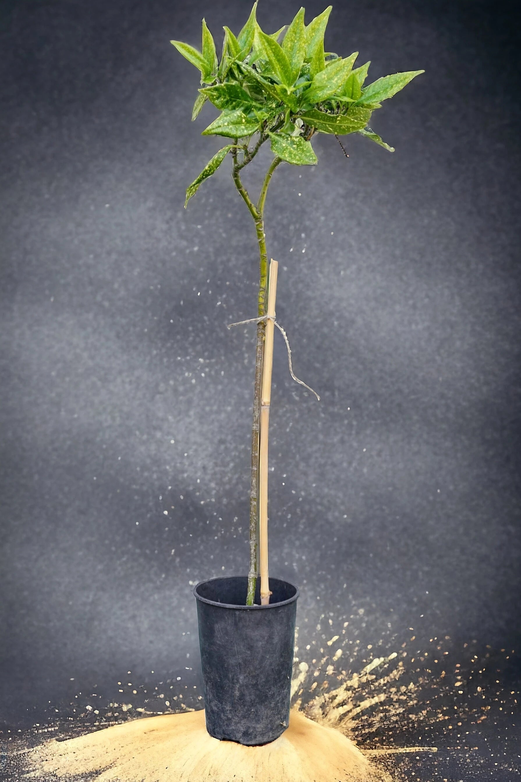 Aucuba Japonica - Japanische Goldorange