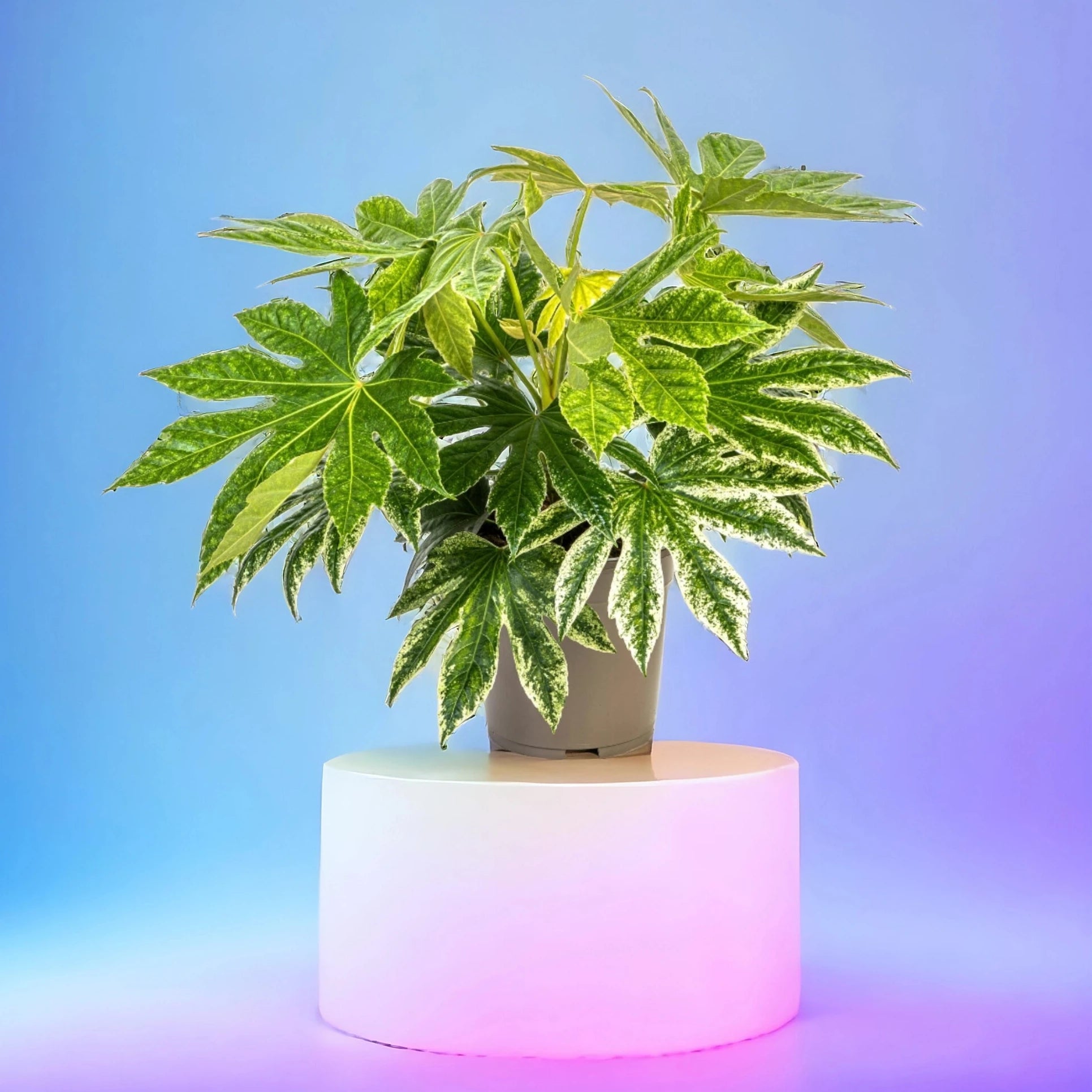 Fatsia japonica variegata - Panaschierte Aralie