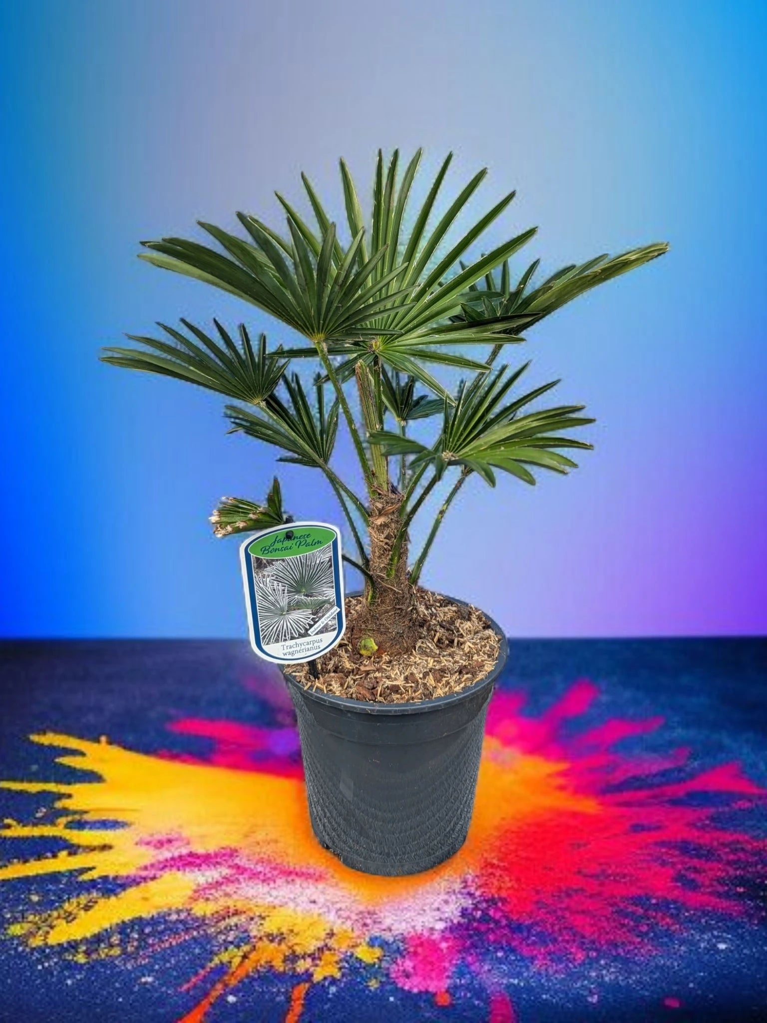 Trachycarpus wagnerianus - Wagner Hanfpalme aus Freilandzucht