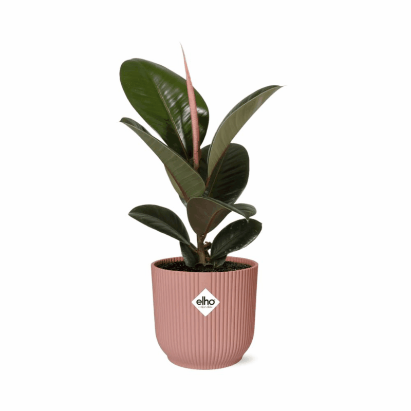 Ficus elastica - Gummibaum