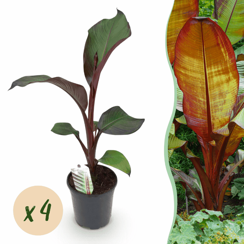 Ensete ventricosum &