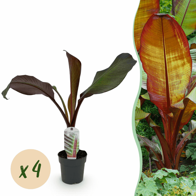 Ensete ventricosum &