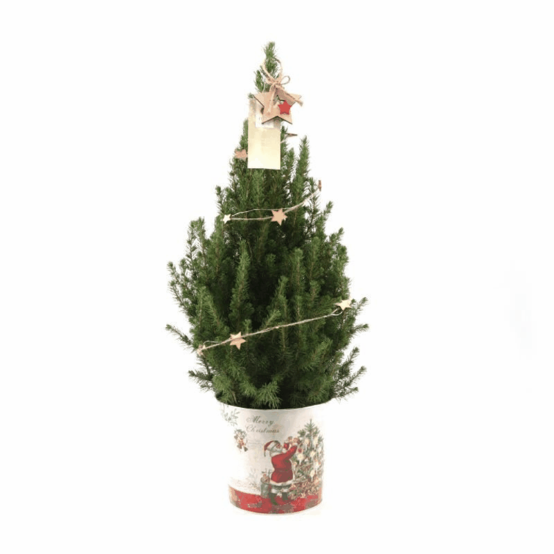 Picea glauca &