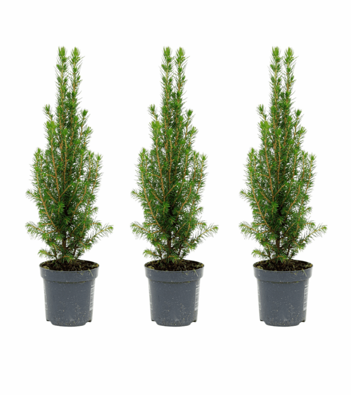 Picea glauca &