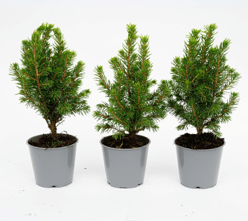 Picea glauca &