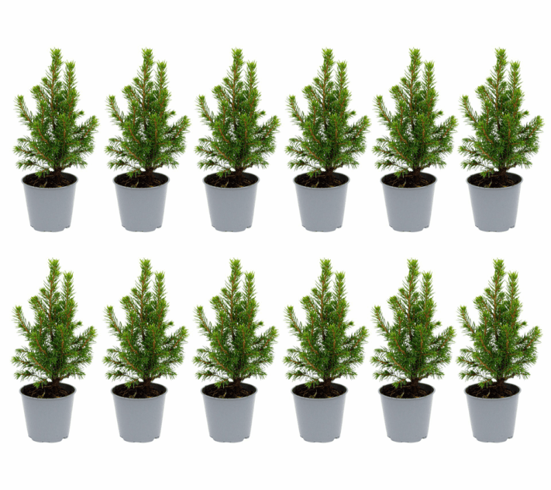 Picea glauca &