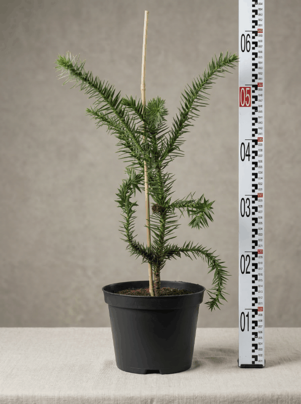 Araucaria araucana - Chilenische Araukarie