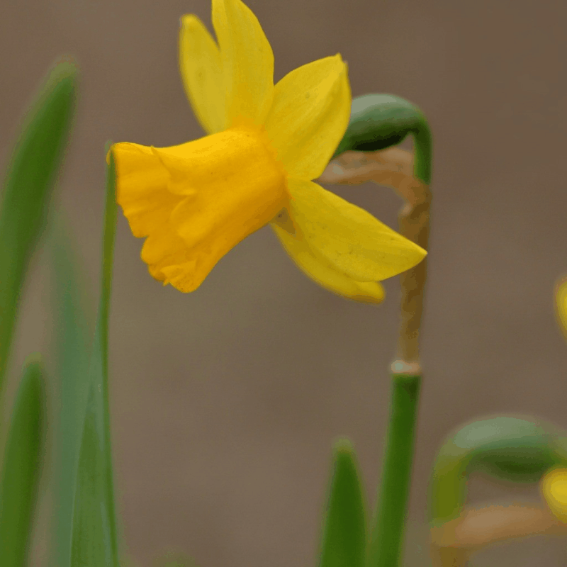 Narcissus - Narzissenzwiebeln