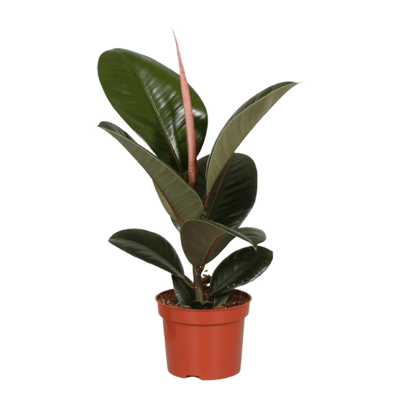 Ficus elastica - Gummibaum