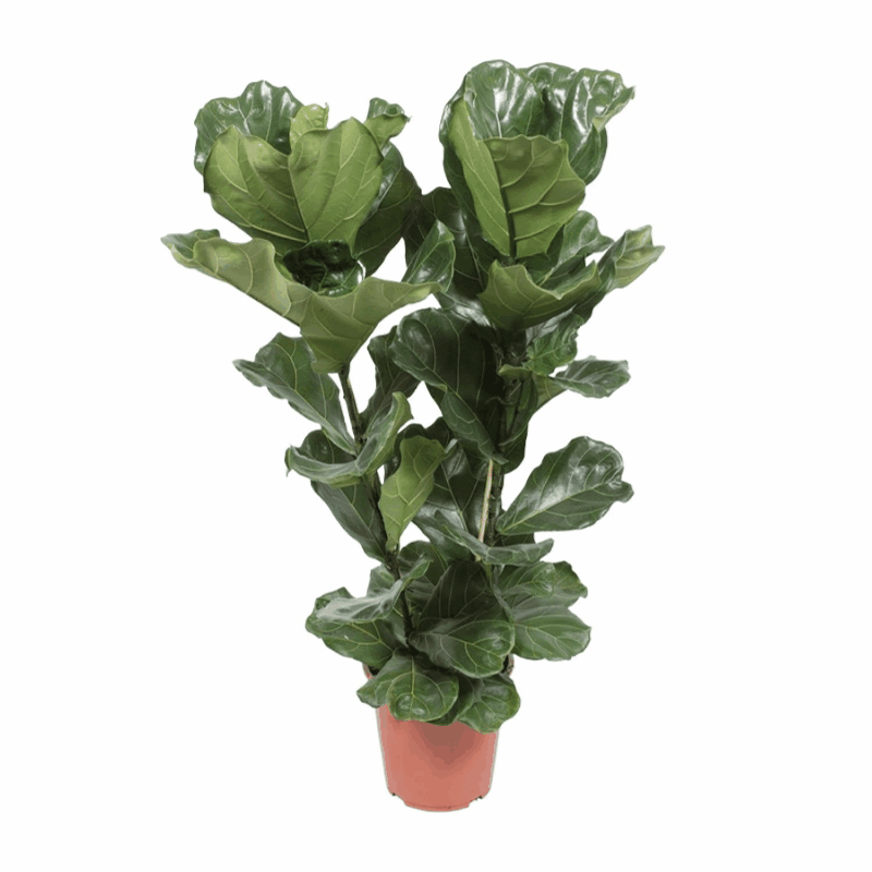 Ficus lyrata - Geigenfeige