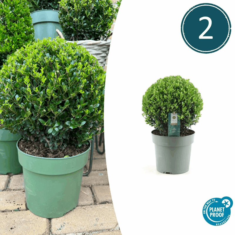 Ilex crenata - Japanische Stechpalme
