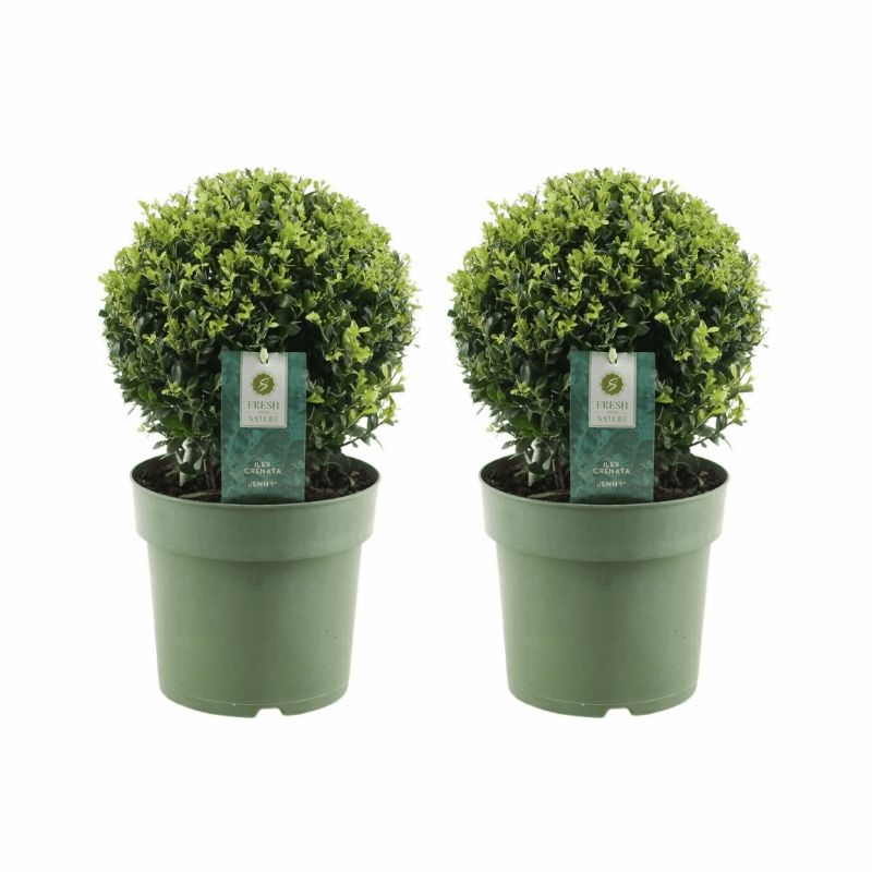 Ilex crenata - Japanische Stechpalme