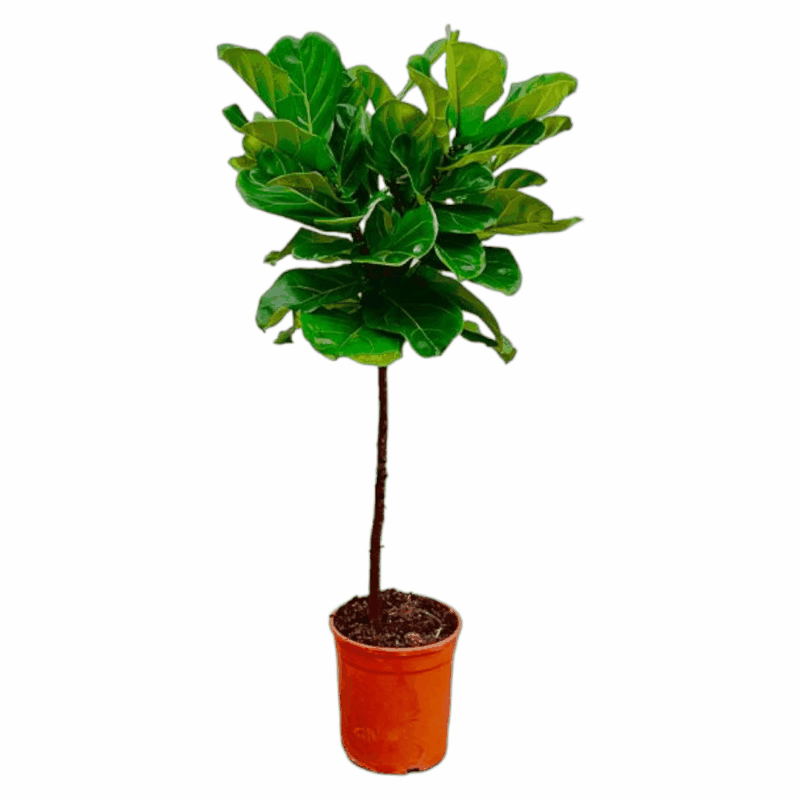 Ficus lyrata - Geigenfeige