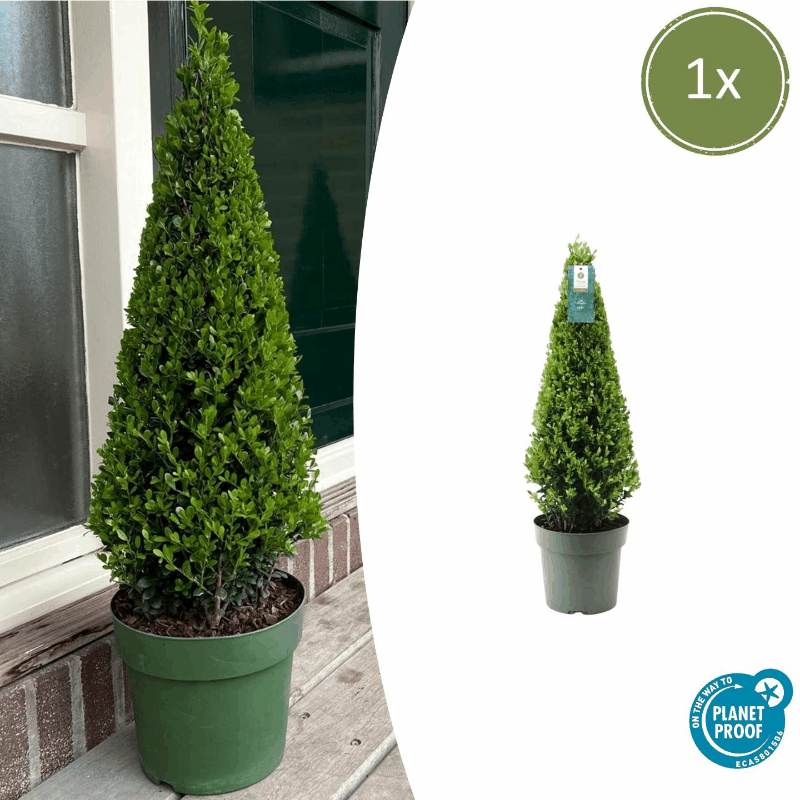 Ilex crenata - Japanische Stechpalme