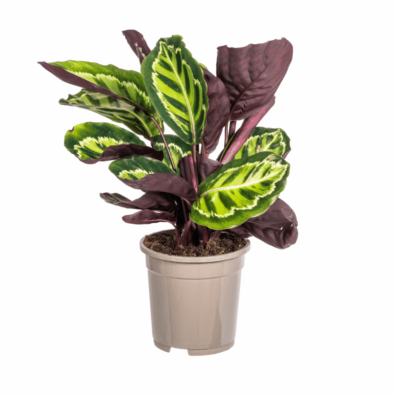 Calathea - Korbmarante