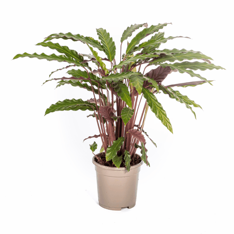 Calathea - Korbmarante