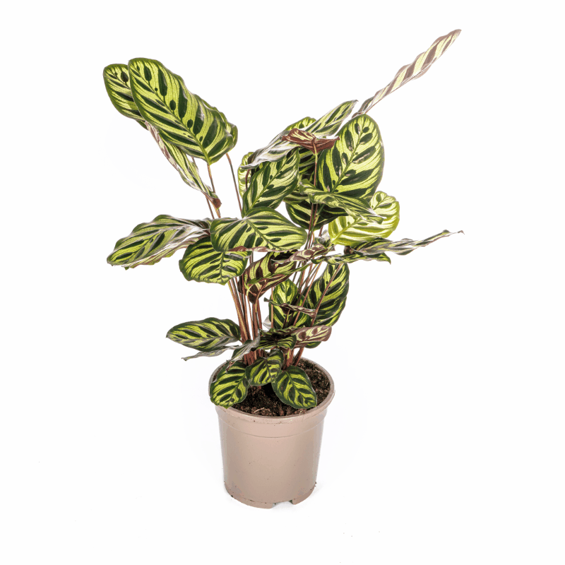 Calathea - Korbmarante