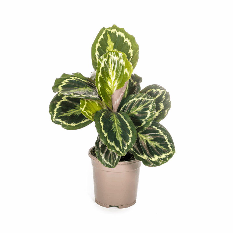 Calathea - Korbmarante