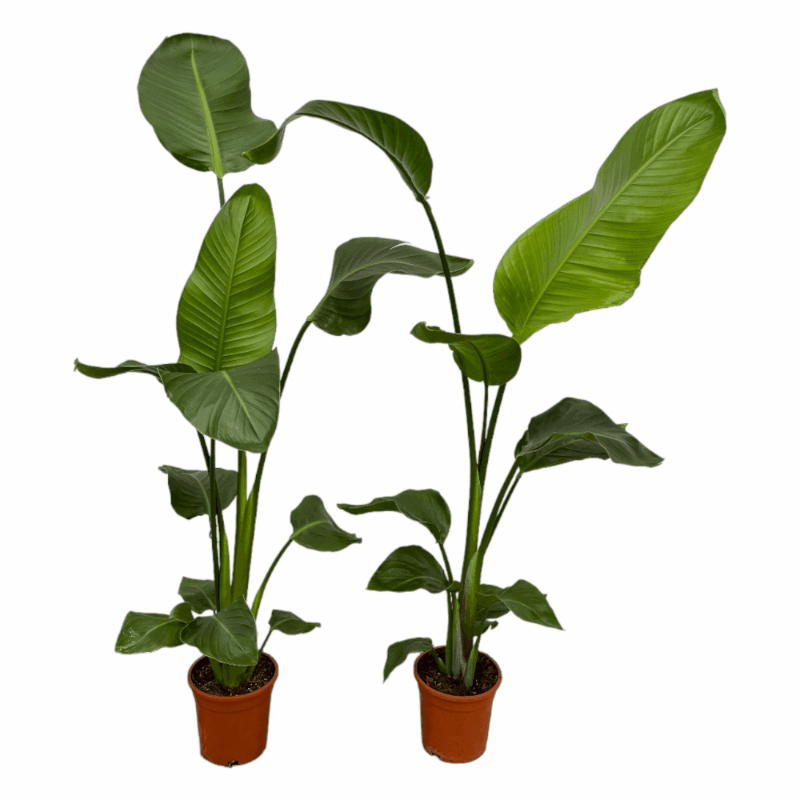 Strelitzia nicolai - Baumstrelitzie