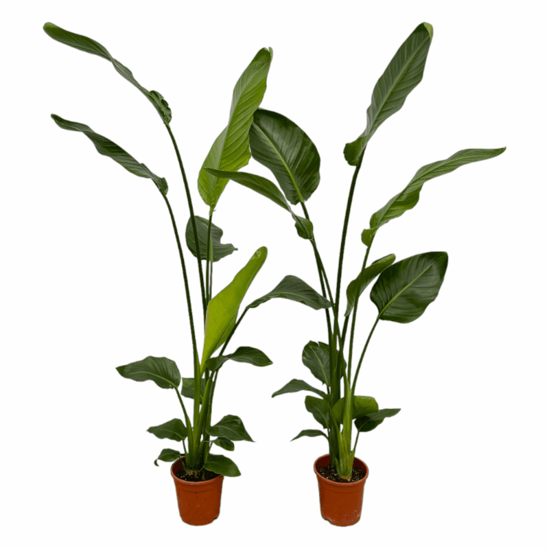 Strelitzia nicolai - Baumstrelitzie