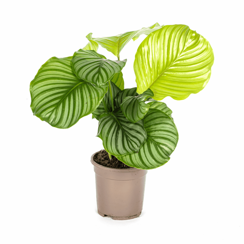 Calathea - Korbmarante