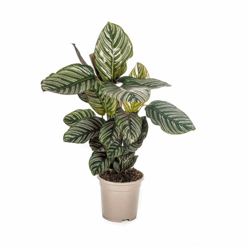 Calathea - Korbmarante
