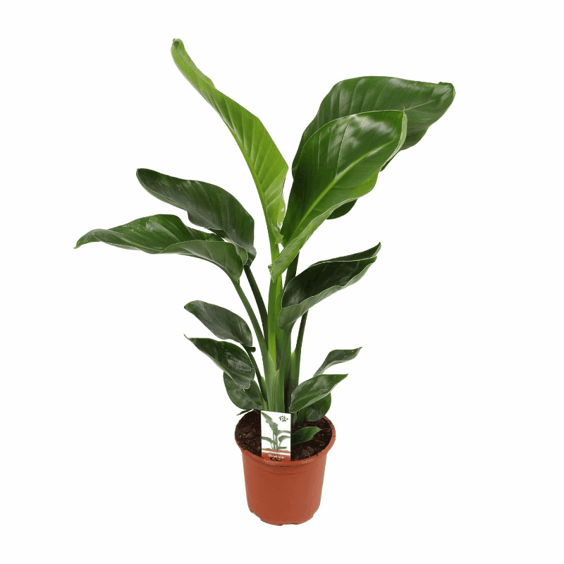 Strelitzia nicolai - Baumstrelitzie