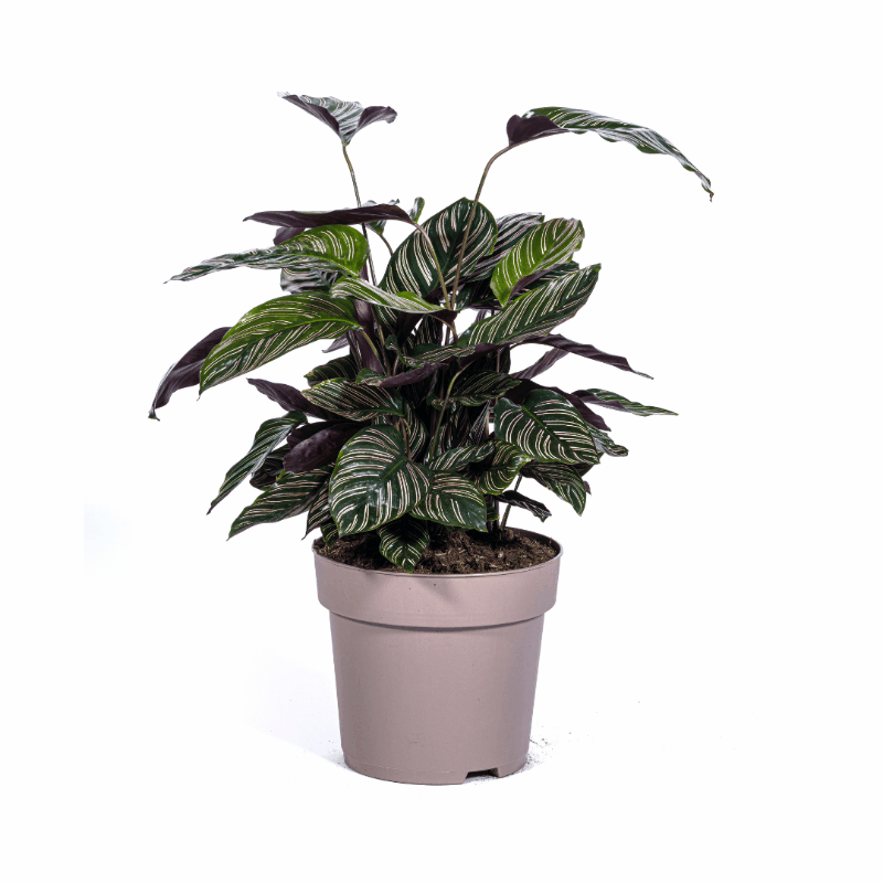 Calathea - Korbmarante