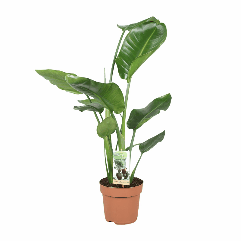 Strelitzia nicolai - Baumstrelitzie