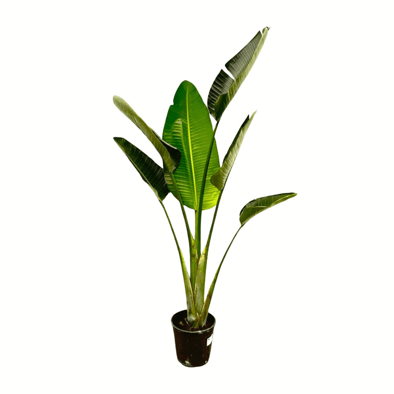 Strelitzia augusta (alba) - Weiẞe Strelitzie