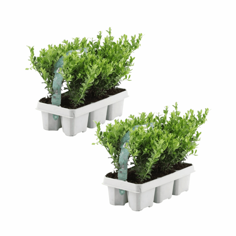 Ilex crenata - Japanische Stechpalme