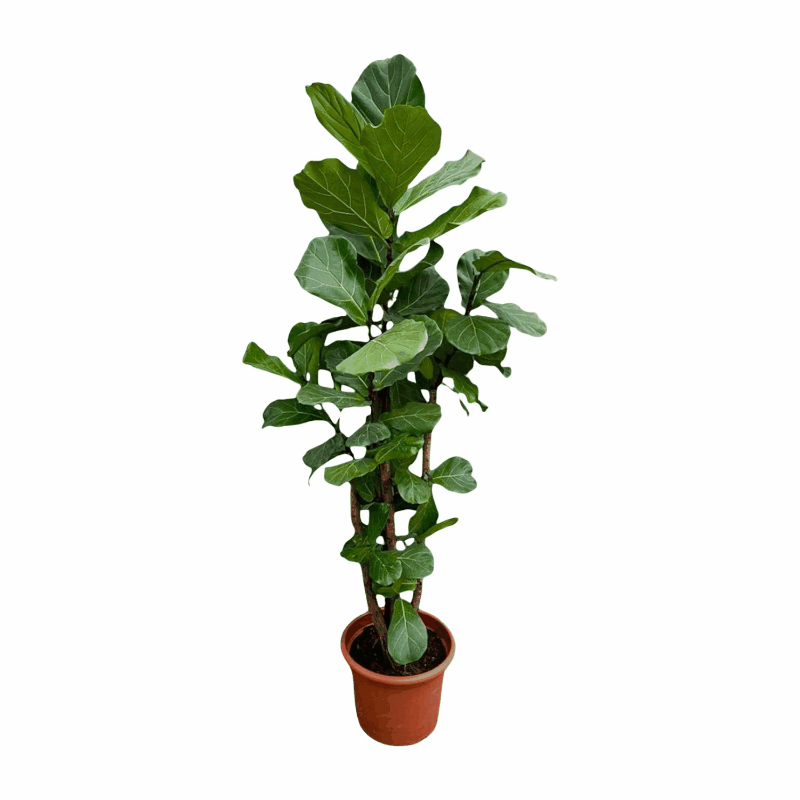 Ficus lyrata - Geigenfeige