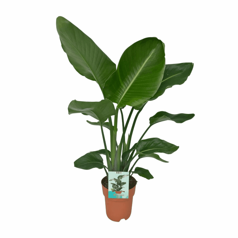 Strelitzia nicolai - Baumstrelitzie
