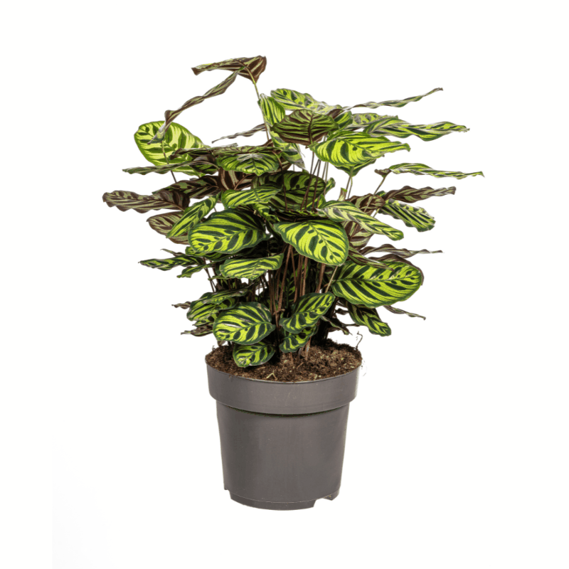 Calathea - Korbmarante