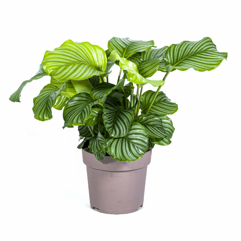 Calathea - Korbmarante