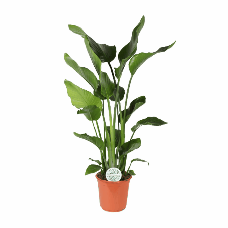 Strelitzia nicolai - Baumstrelitzie
