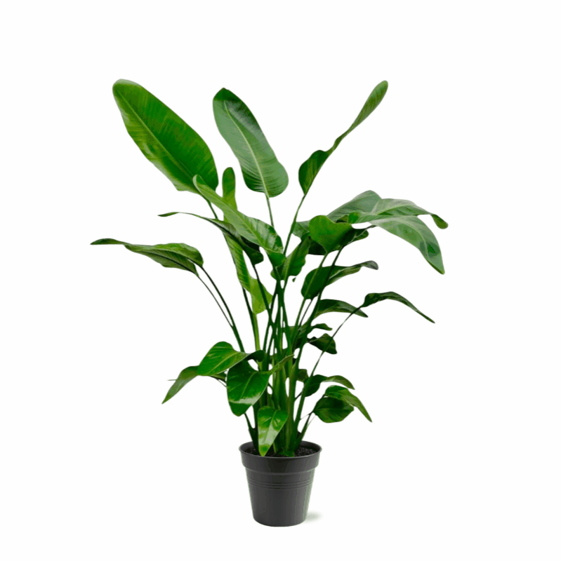 Strelitzia nicolai - Baumstrelitzie