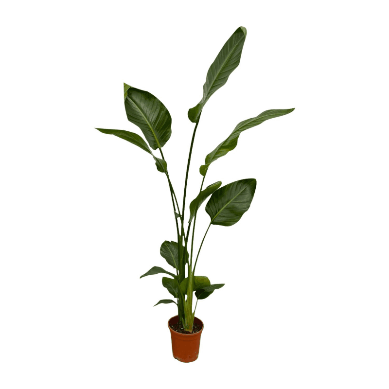 Strelitzia nicolai - Baumstrelitzie