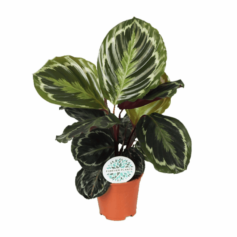 Calathea - Korbmarante