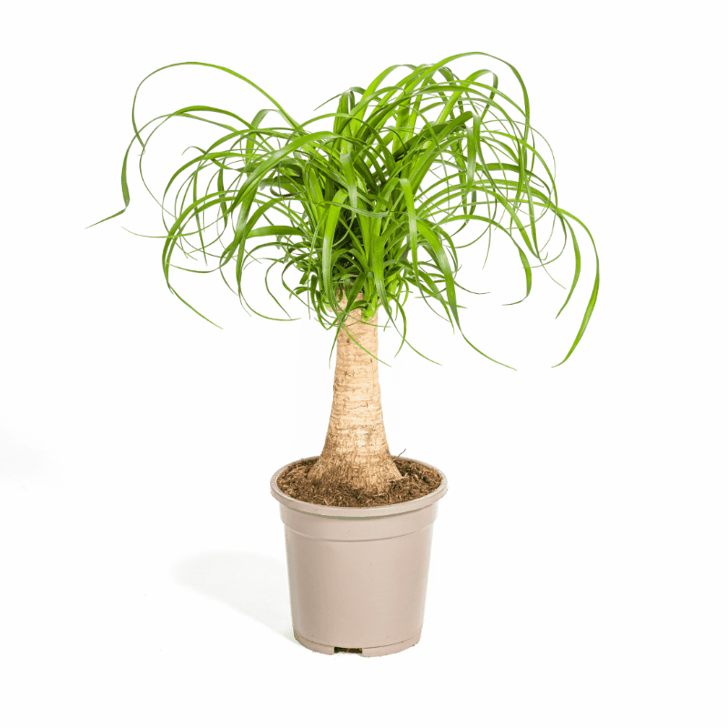 Beaucarnea Nolina recurvata - Elefantenfuß, Flaschenbaum