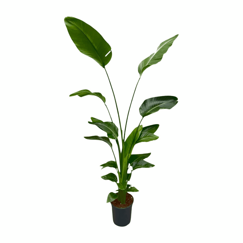 Strelitzia nicolai - Baumstrelitzie